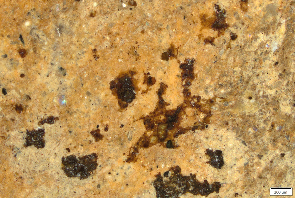 01 red brown spots suprailium_possible yellow.tif