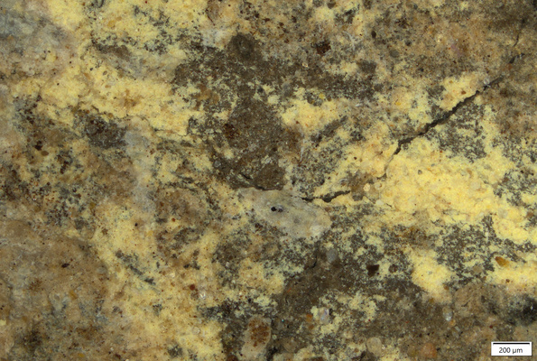 02 yellow coating suprailium front.tif