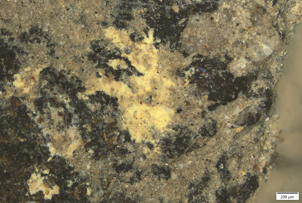 02 yellow coating thigh.tif